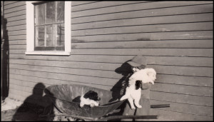 1948.AC&Pups2WP