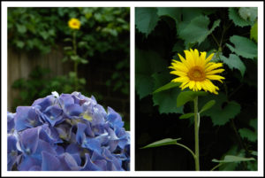Hydrangea&SunflowerWP