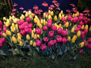 Tulips&DaisiesWP